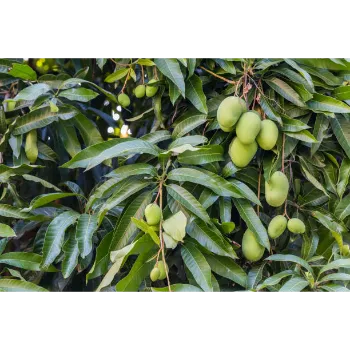 Natural Mango Plants